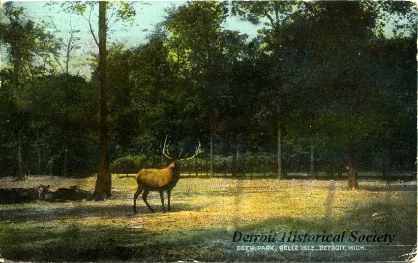 Postcard - Deer Park, Belle Isle, Detroit, Mich.