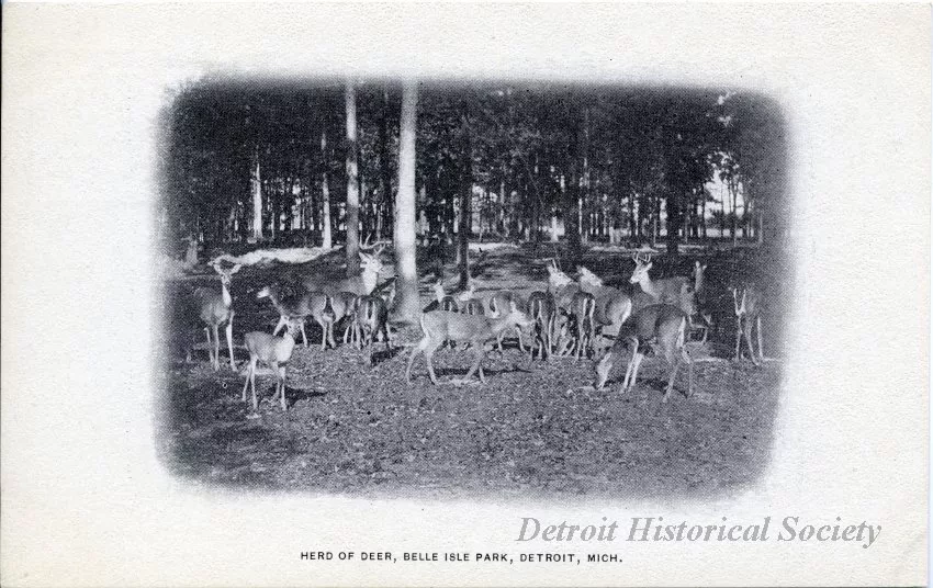 Postcard - Herd of Deer, Belle Isle Park, Detroit, Mich.
