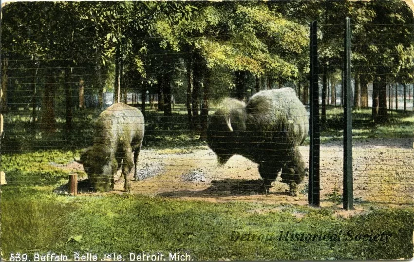 Postcard - Buffalo, Belle Isle, Detroit, Mich.