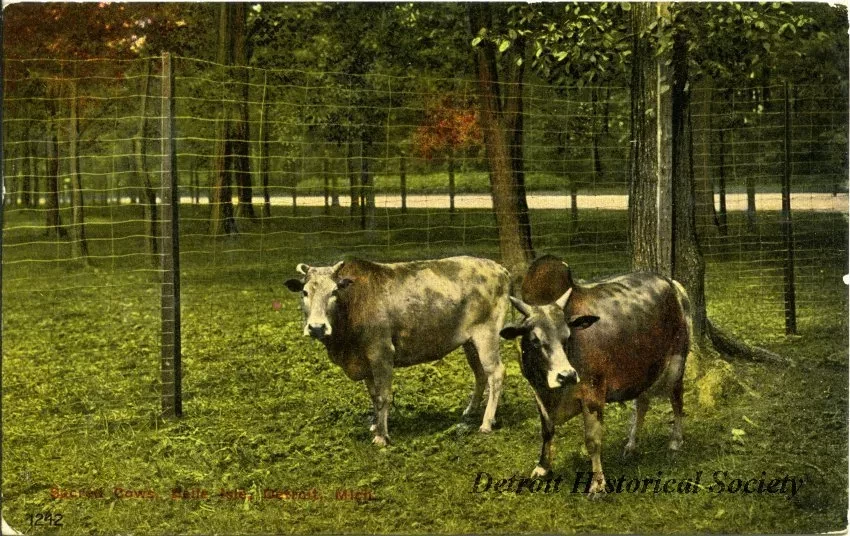 Postcard - Sacred Cows, Belle Isle, Detroit, Mich.