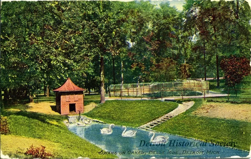 Postcard - Swans on Canal, Belle Isle, Detroit, Mich.