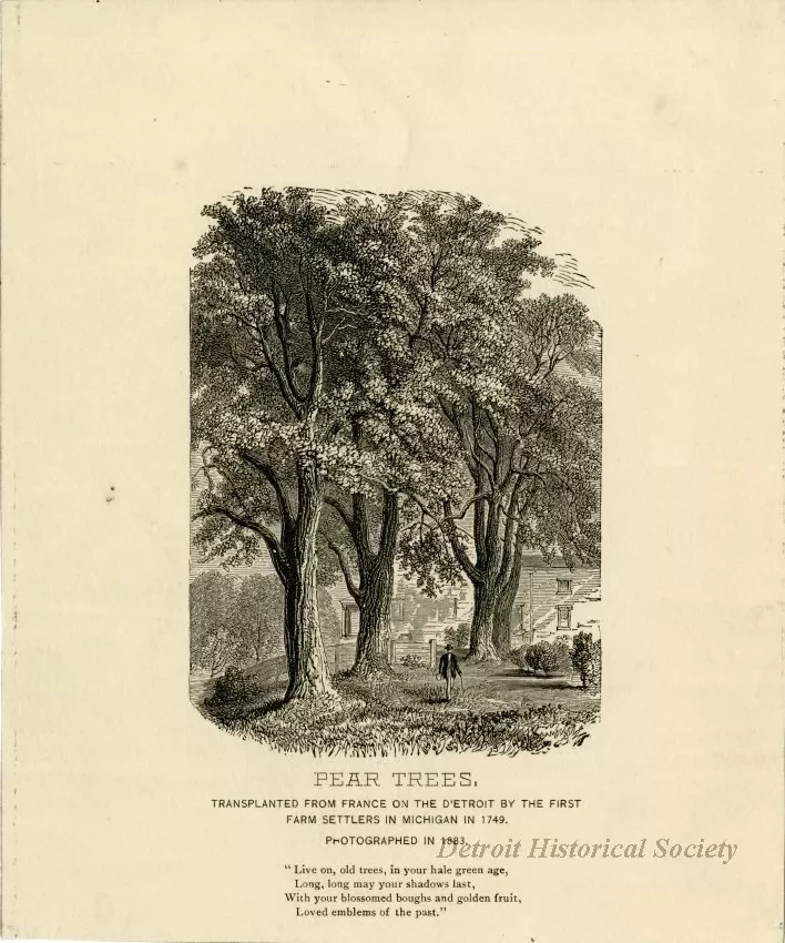 Etching - Pear Trees