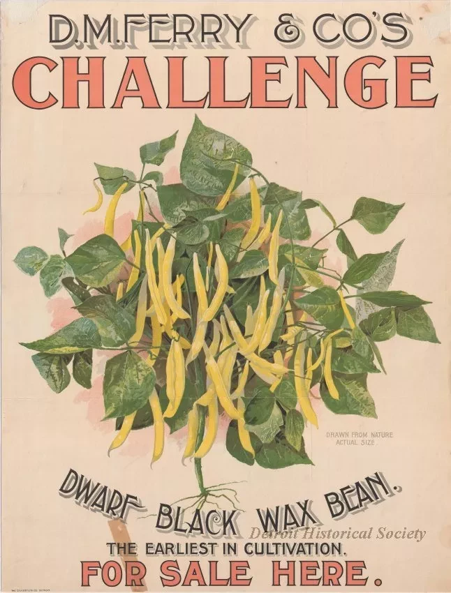 Poster - D. M. Ferry & Co.'s Challenge Dwarf Wax Black Bean