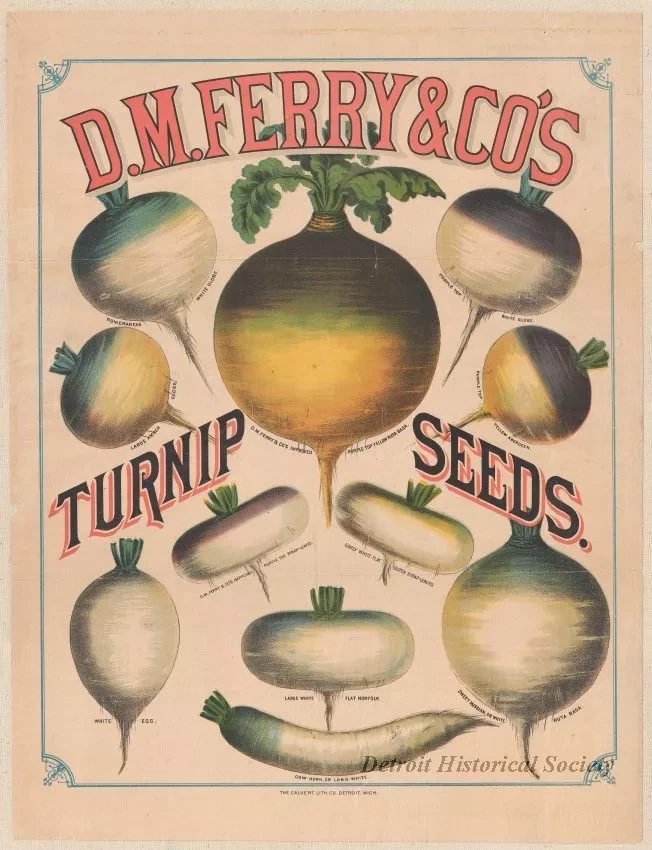 Poster - D. M. Ferry & Co.'s Turnip Seeds