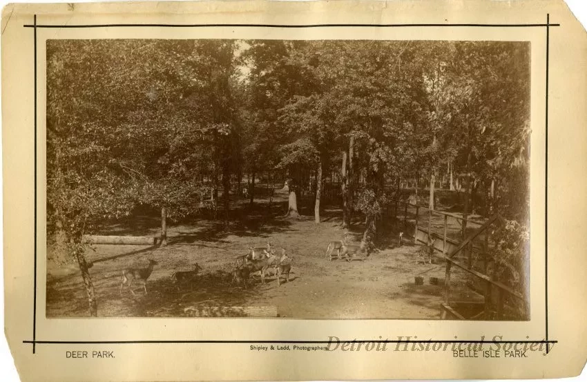 Print, Photographic - Deer Park