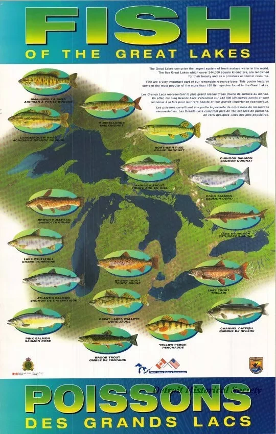 Poster - Fish of the Great Lakes
Poissons des Grand Lacs