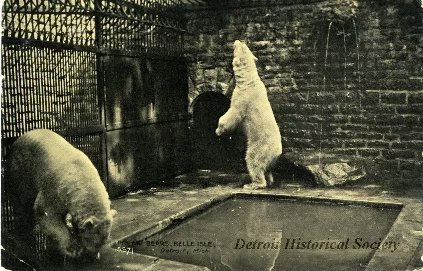 Postcard - Polar Bears, Belle Isle, Detroit, Mich