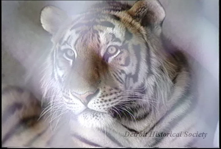 U-Matic - Detroit Zoo Animals #1