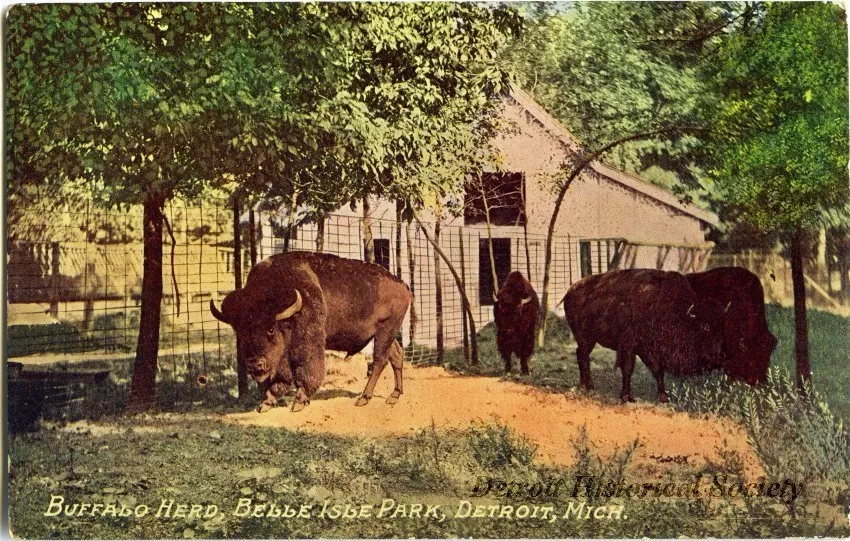 Postcard - Buffalo Herd, Belle Isle Park, Detroit, Mich.