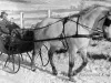 Sleigh - 1890s  C.R. Wilson Co. Sleigh