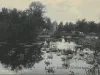 Postcard - Lily Pond, Belle Isle Park