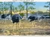Postcard - Ostriches at New Zoo, Detroit, Mich.