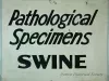 Sign, Informational - Pathological Specimens - Swine